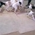 猎兔犬