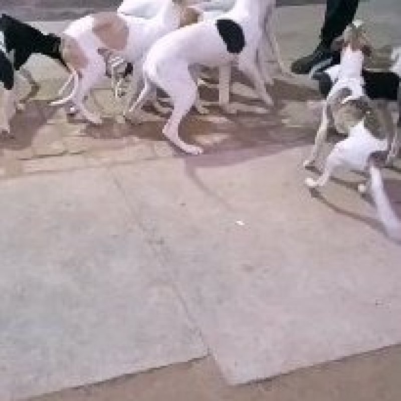 猎兔犬