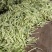 大棚芸豆上市中，精品九粒白芸豆大量上市，量大质优