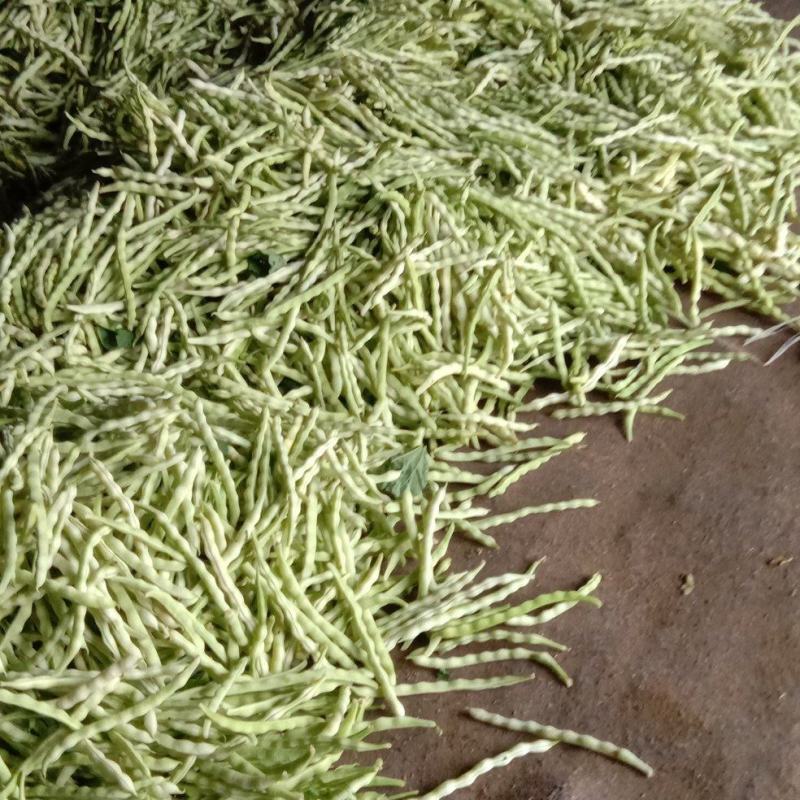 大棚芸豆上市中，精品九粒白芸豆大量上市，量大质优