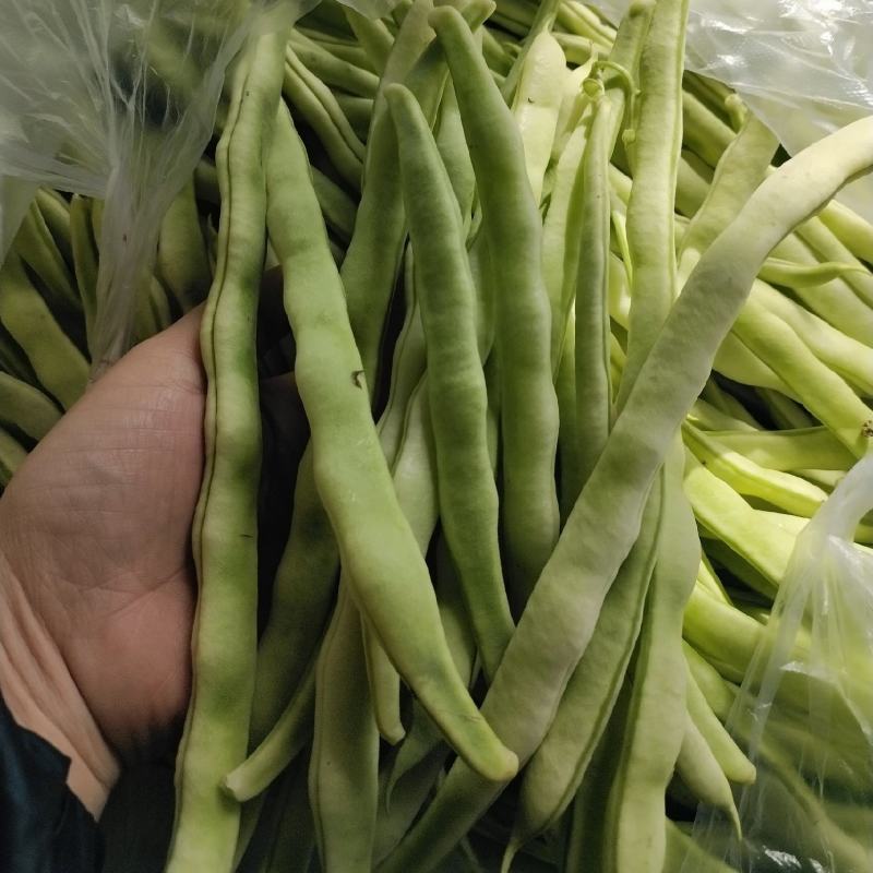 大棚芸豆上市中，精品九粒白芸豆大量上市，量大质优