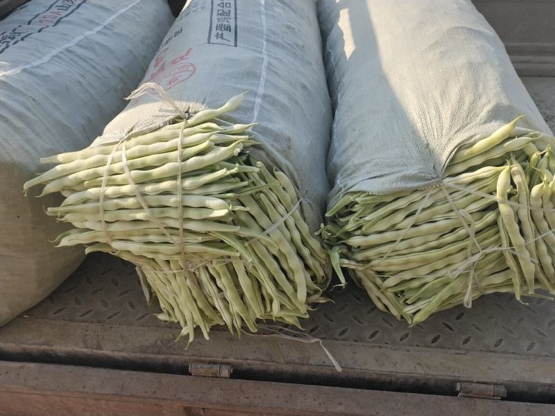 大棚芸豆上市中，精品九粒白芸豆大量上市，量大质优