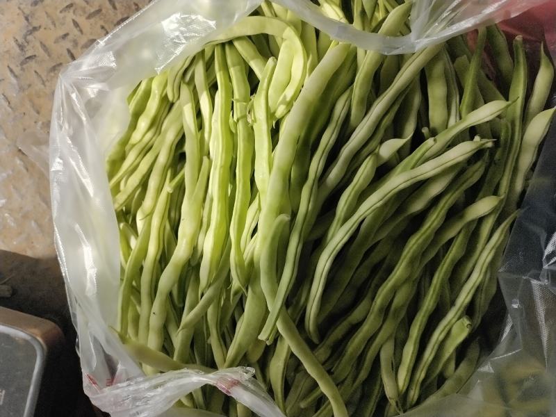 大棚芸豆上市中，精品九粒白芸豆大量上市，量大质优