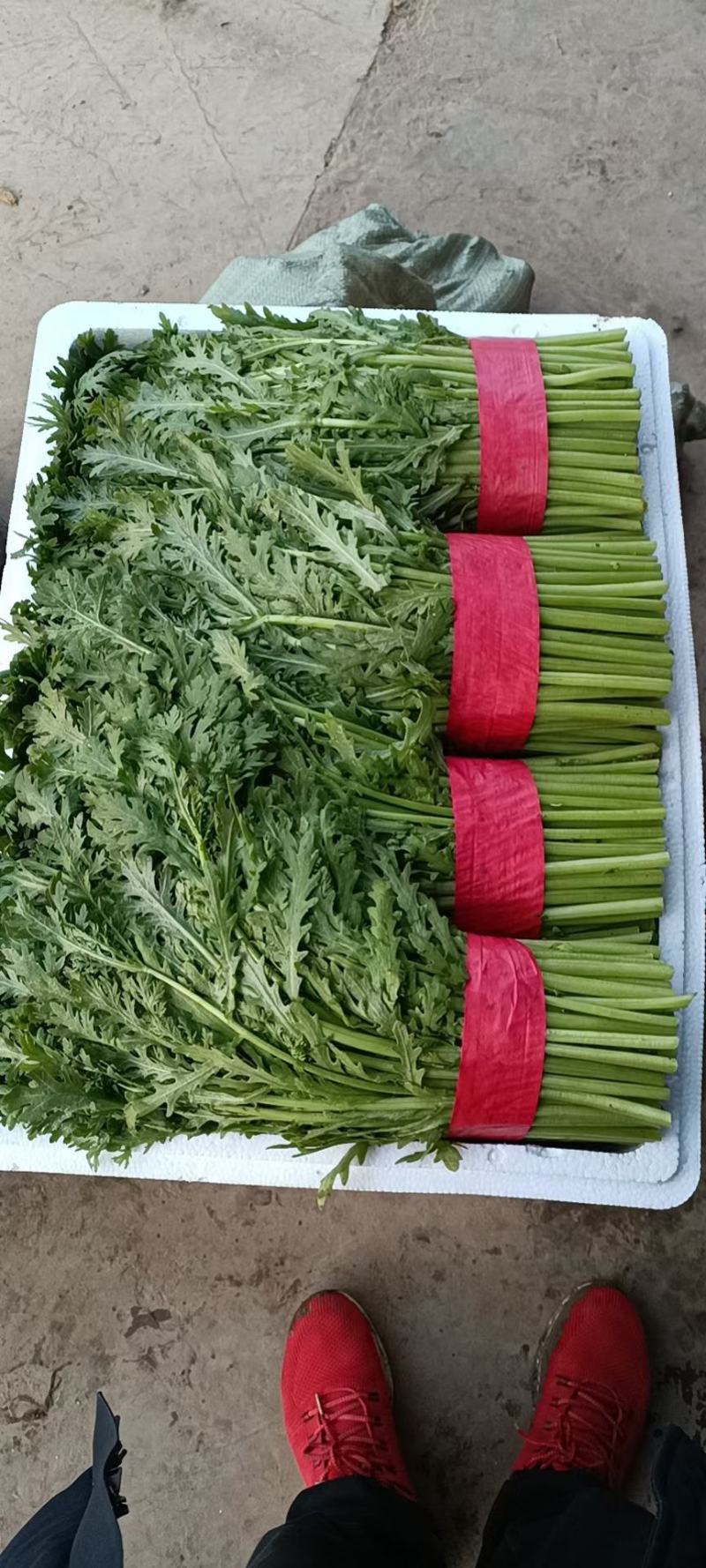 本地筒蒿菜大量上市。欢迎新老客户前来采购，可实地考察。