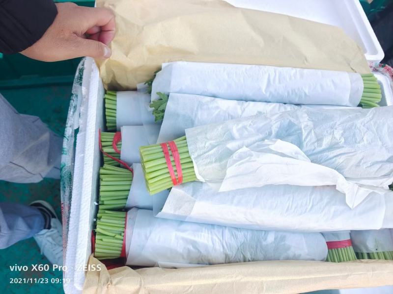 本地筒蒿菜大量上市。欢迎新老客户前来采购，可实地考察。
