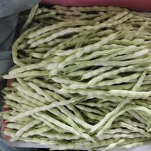 大棚芸豆上市中，精品九粒白芸豆大量上市，量大质优