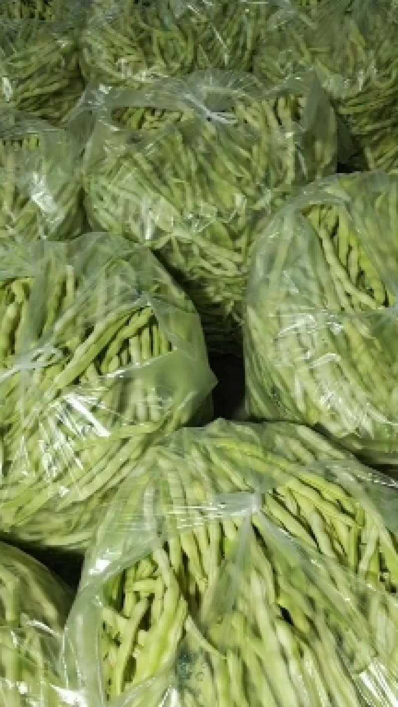 大棚芸豆上市中，精品九粒白芸豆大量上市，量大质优