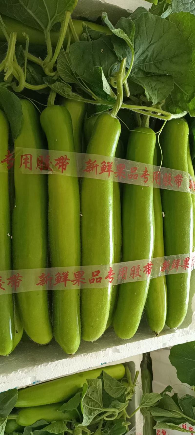 【弧瓜】一级二级三级货，大量上市，量大优先，欢迎来电咨询