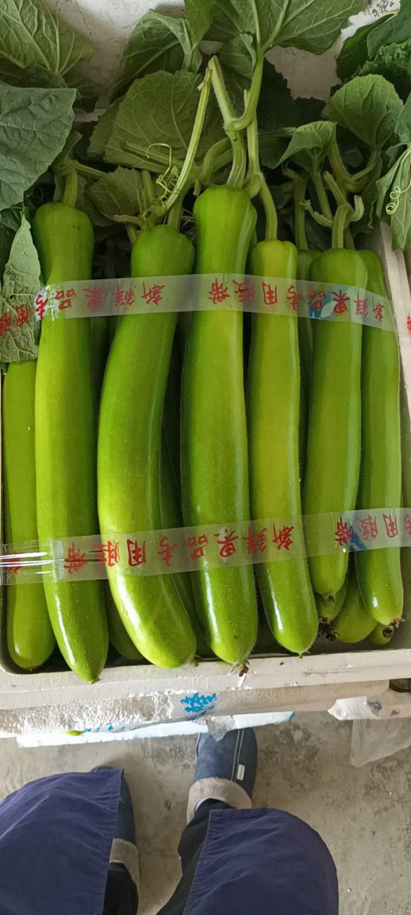 【弧瓜】一级二级三级货，大量上市，量大优先，欢迎来电咨询
