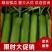 【弧瓜】一级二级三级货，大量上市，量大优先，欢迎来电咨询