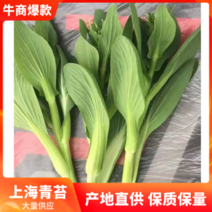 精品菜苔，上海青苔，油菜苔大量供应中，货源充足，