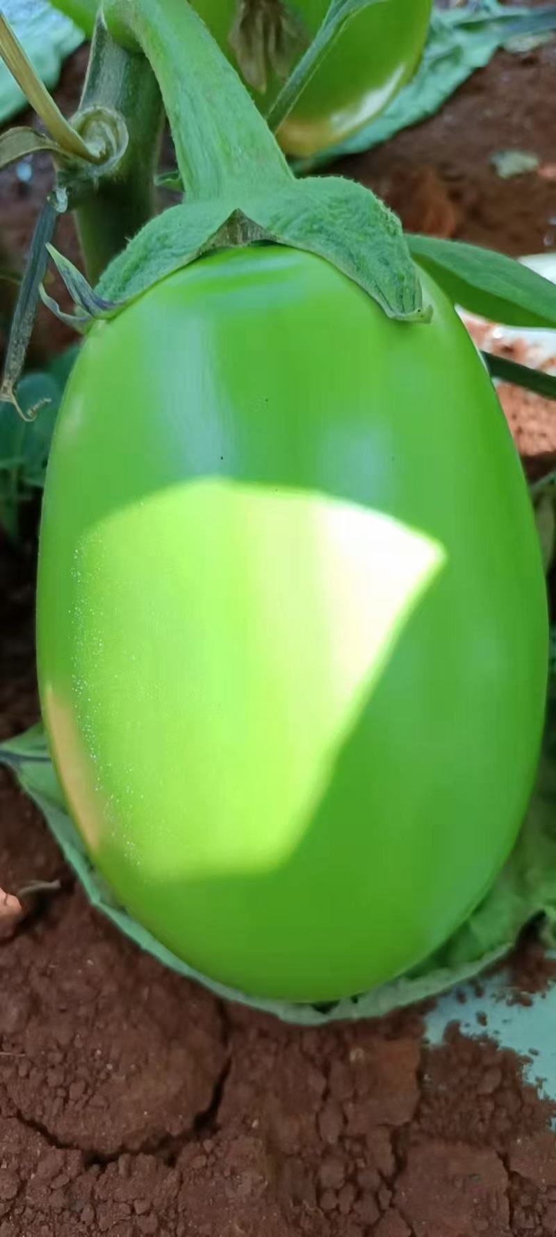 青茄，绿茄