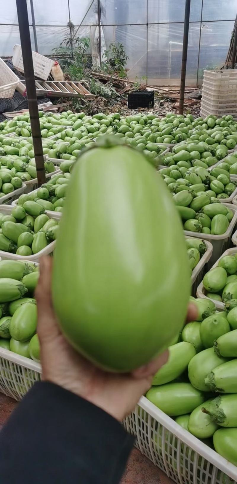 青茄，绿茄