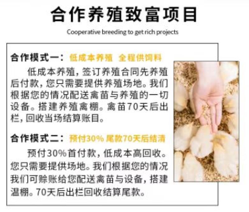 鸡苗芦花鸡苗家用保温大棚温室大棚包疫苗包成活