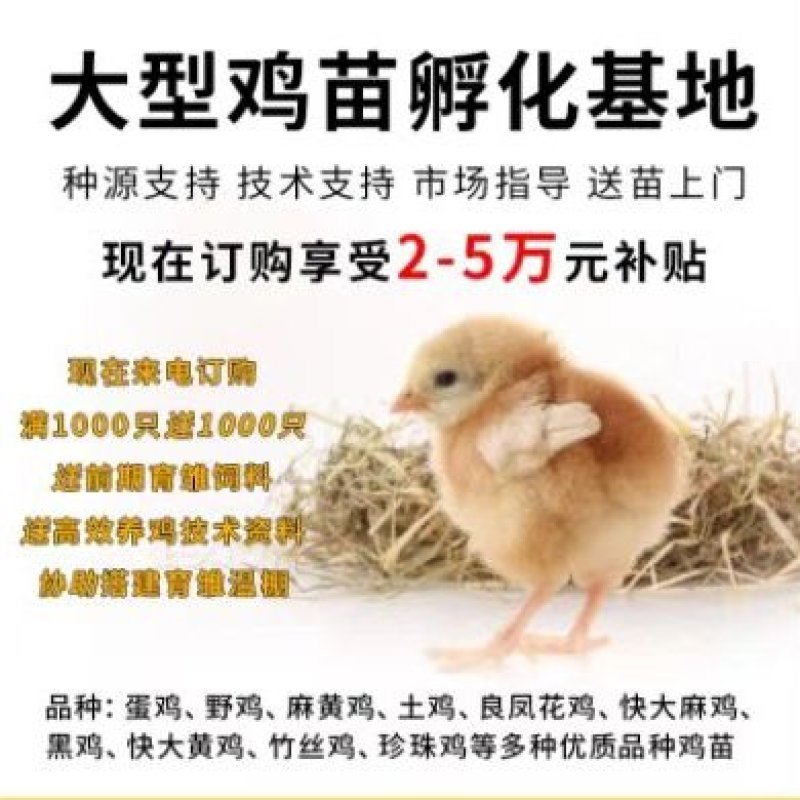 鸡苗芦花鸡苗家用保温大棚温室大棚包疫苗包成活
