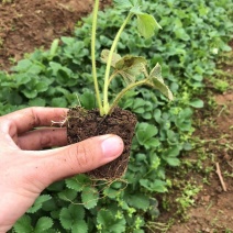 草莓杯苗带杯发货成活率高缓苗快也可阳台种植