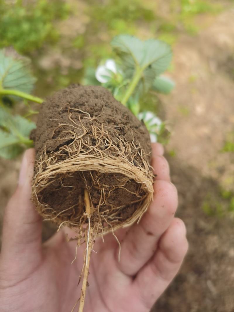 草莓杯苗带杯发货成活率高缓苗快也可阳台种植