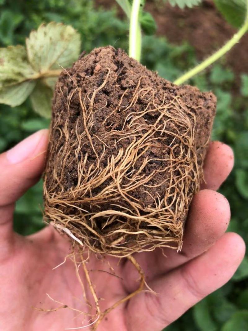 草莓杯苗带杯发货成活率高缓苗快也可阳台种植