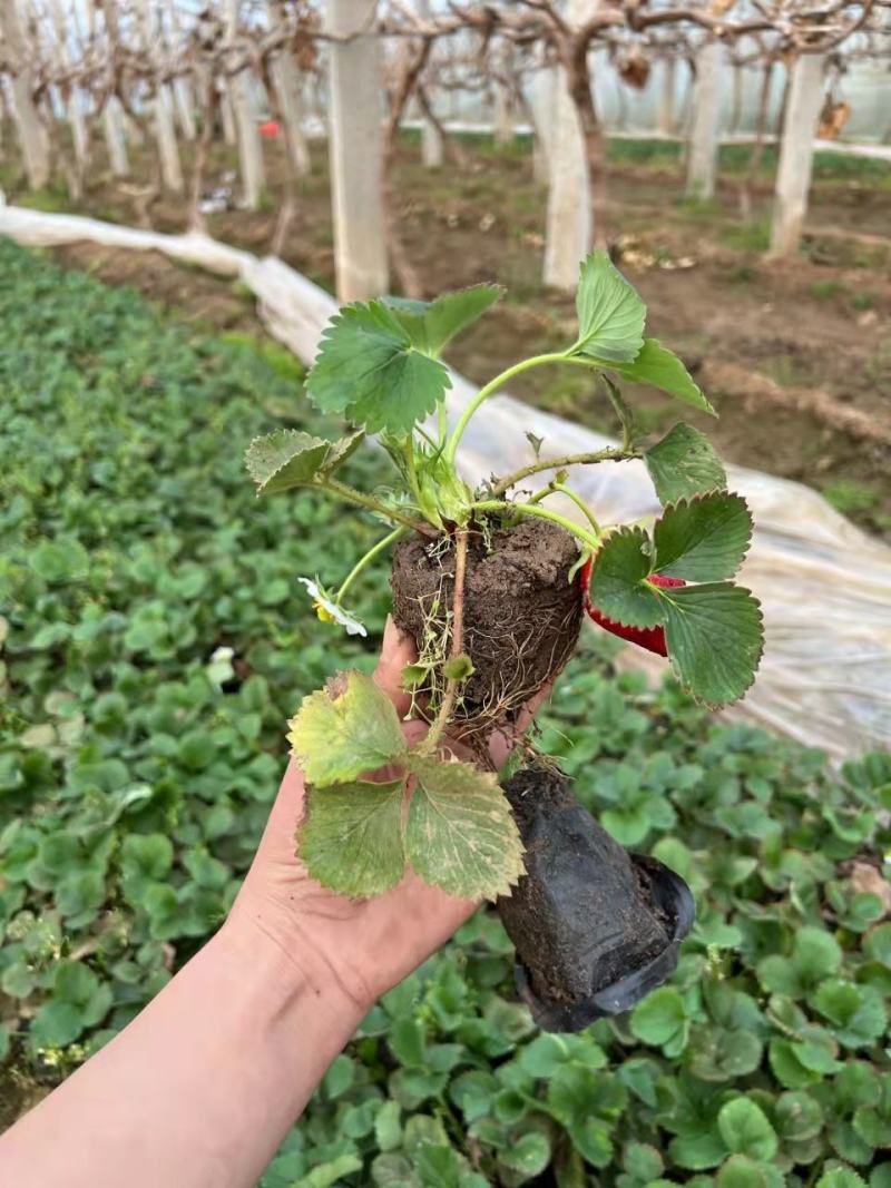 草莓杯苗带杯发货成活率高缓苗快也可阳台种植