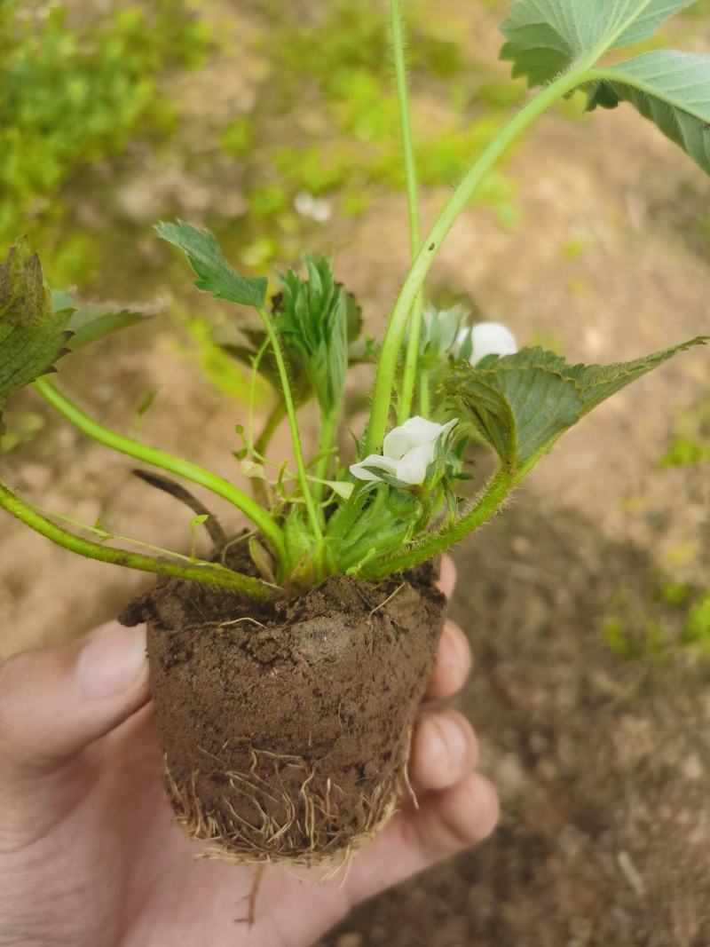 草莓杯苗带杯发货成活率高缓苗快也可阳台种植