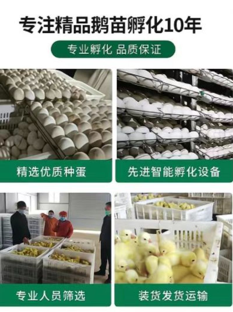孵化场直销鹅苗批发零售各种鹅苗防疫齐全运输安全