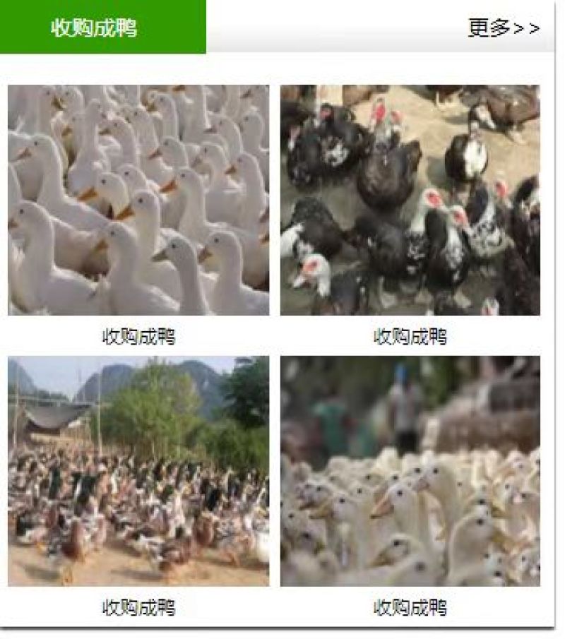 孵化场直销鹅苗批发零售各种鹅苗防疫齐全运输安全