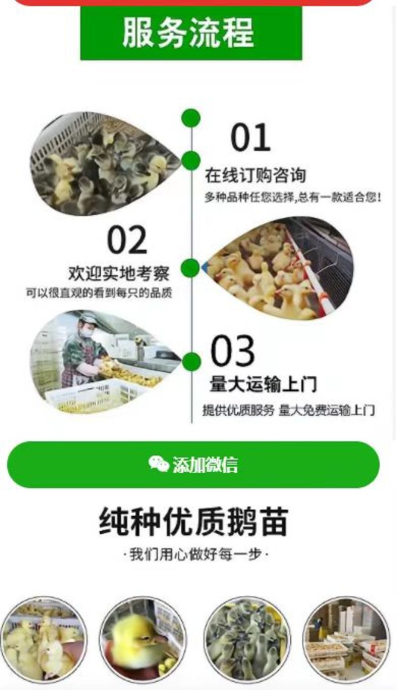 孵化场直销鹅苗批发零售各种鹅苗防疫齐全运输安全