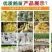 孵化场直销鹅苗批发零售各种鹅苗防疫齐全运输安全