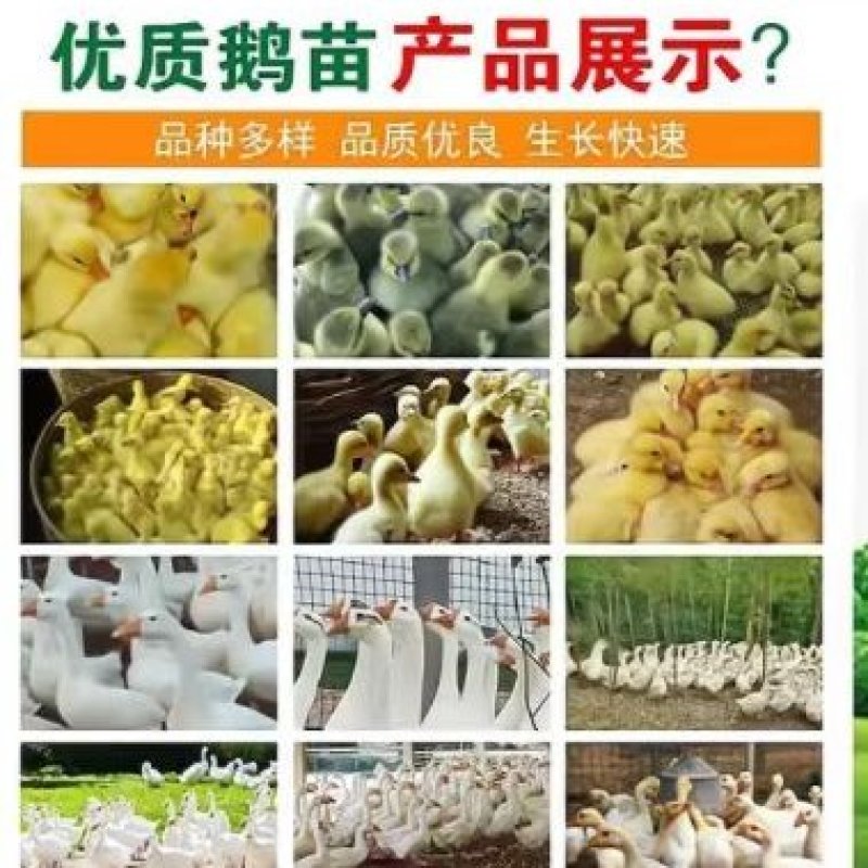 孵化场直销鹅苗批发零售各种鹅苗防疫齐全运输安全