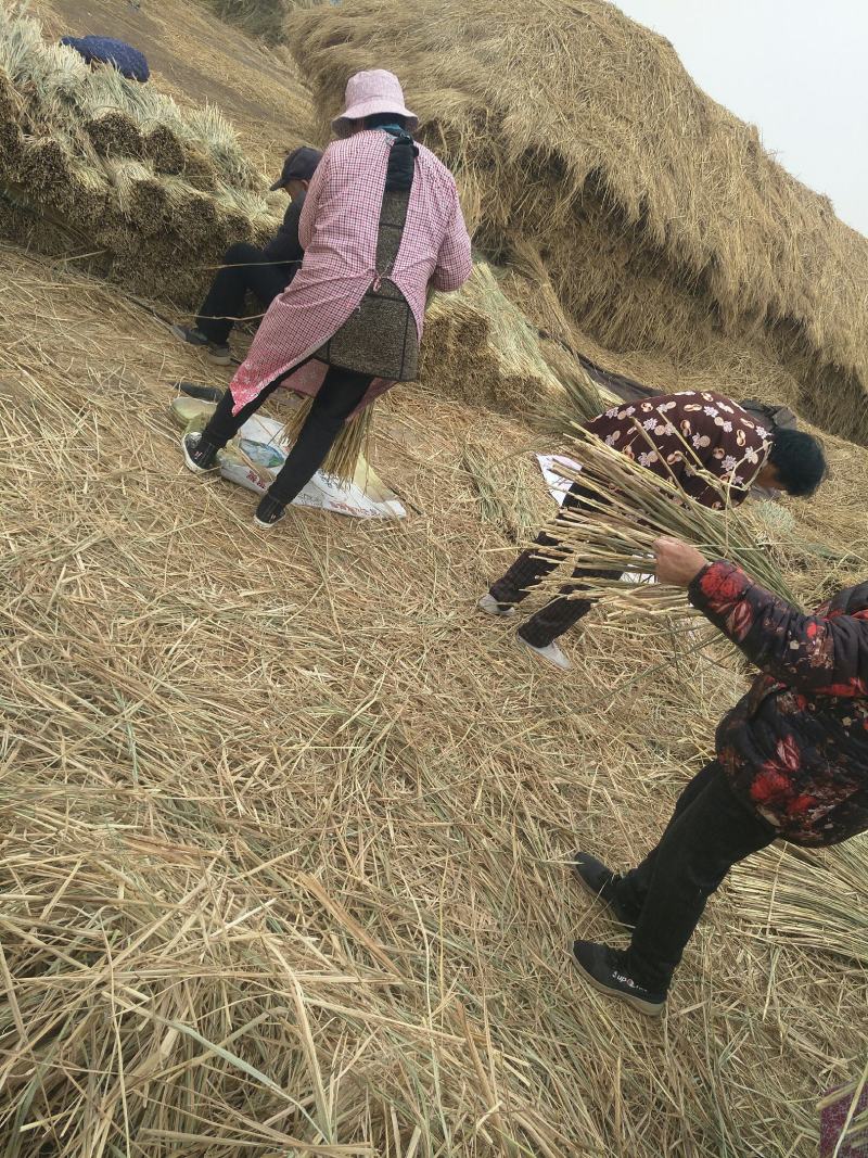 精品稻草