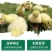 孵化场直销鸭苗鸭苗各种鸭苗防疫齐全包运输品类齐全