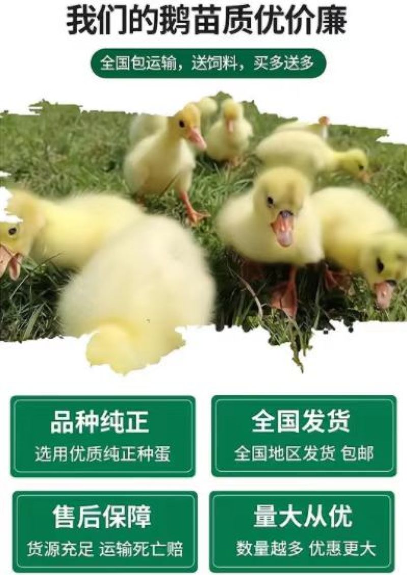 孵化场直销鸭苗鸭苗各种鸭苗防疫齐全包运输品类齐全
