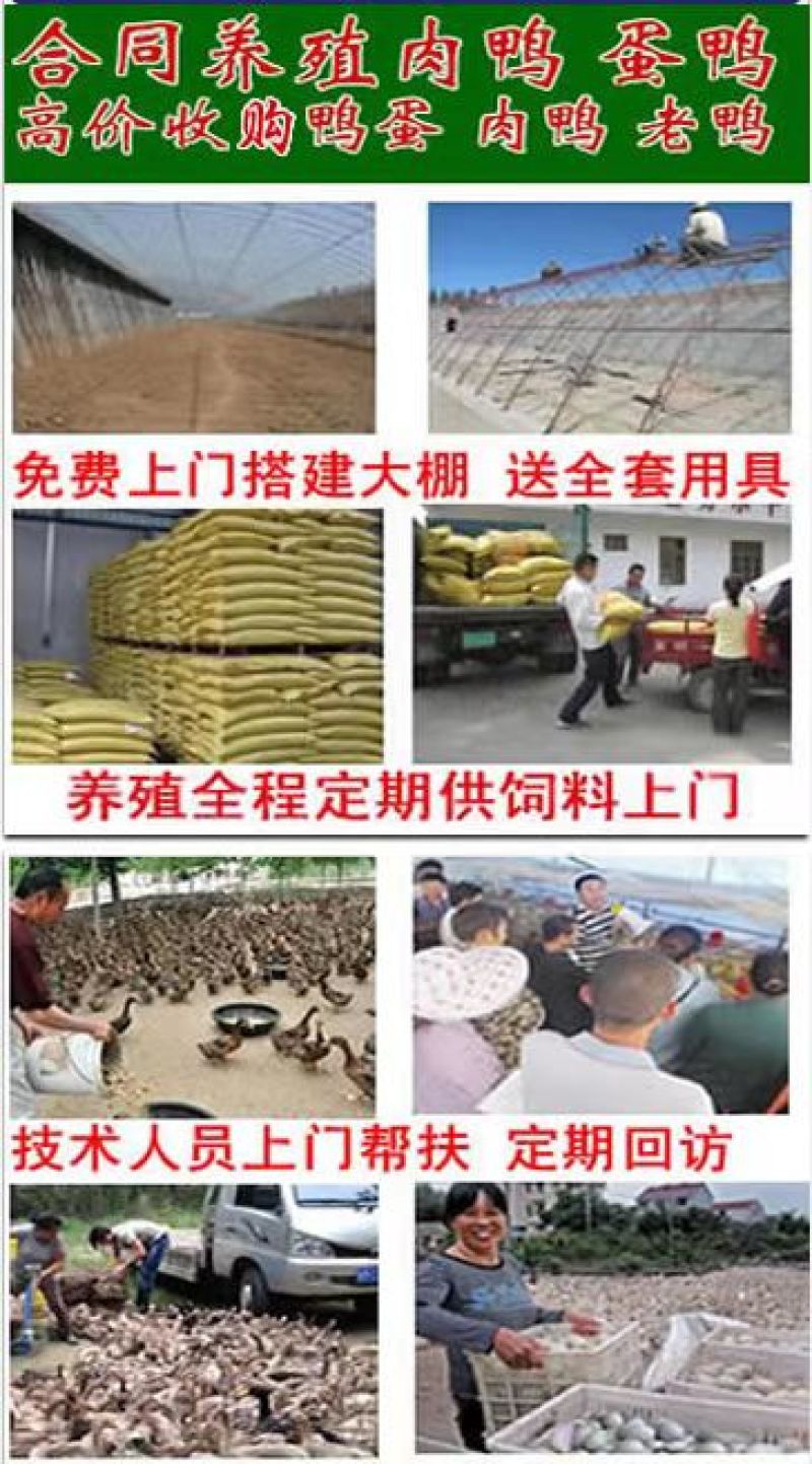 孵化场直销鸭苗鸭苗各种鸭苗防疫齐全包运输品类齐全