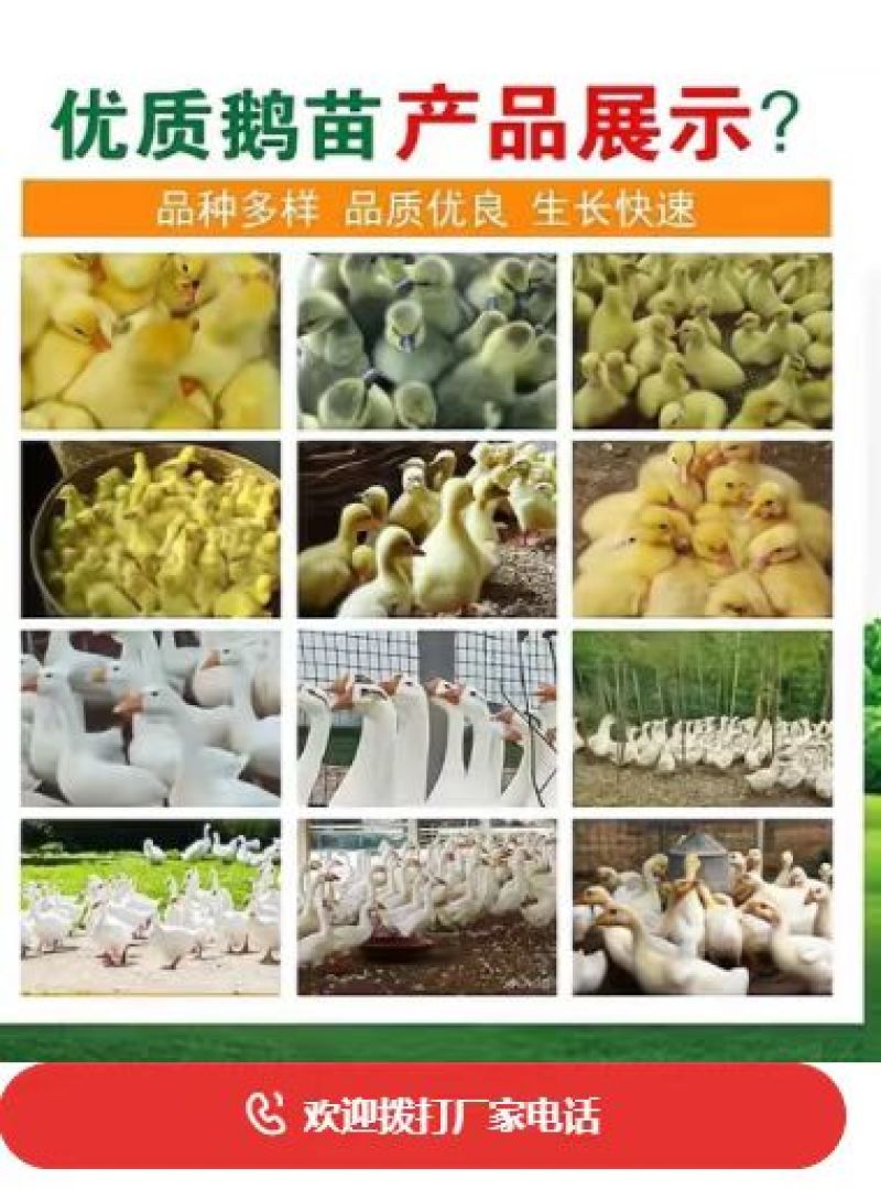 孵化场直销鸭苗鸭苗各种鸭苗防疫齐全包运输品类齐全