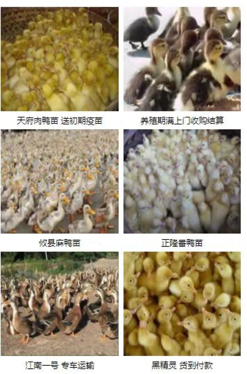 孵化场直销鸭苗鸭苗各种鸭苗防疫齐全包运输品类齐全