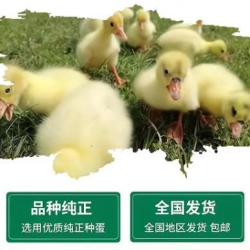 孵化场直销鸭苗鸭苗各种鸭苗防疫齐全包运输品类齐全