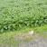 四川莴笋杆子大量上市品质保障全国可发欢迎电联
