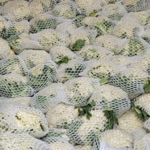 菜花（有机散花、松花菜）产地直供、量大从优、合作共赢