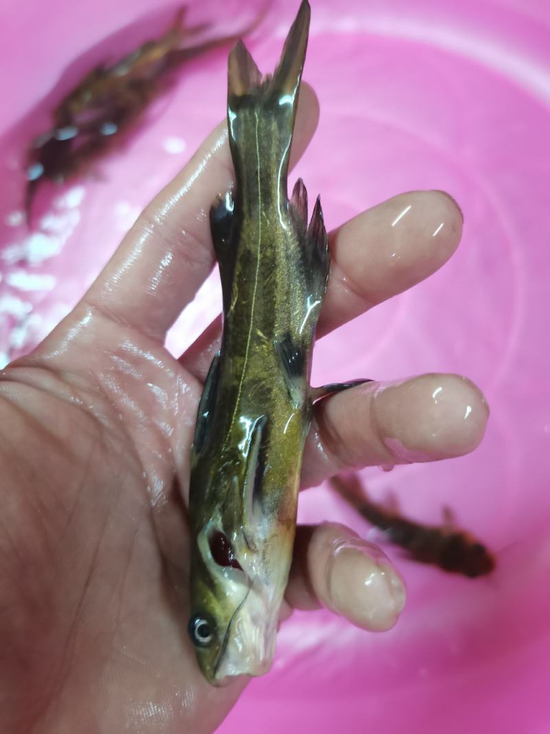 黄骨鱼苗，黄颡鱼，黄腊丁，杂交黄骨鱼苗，身长好养快大