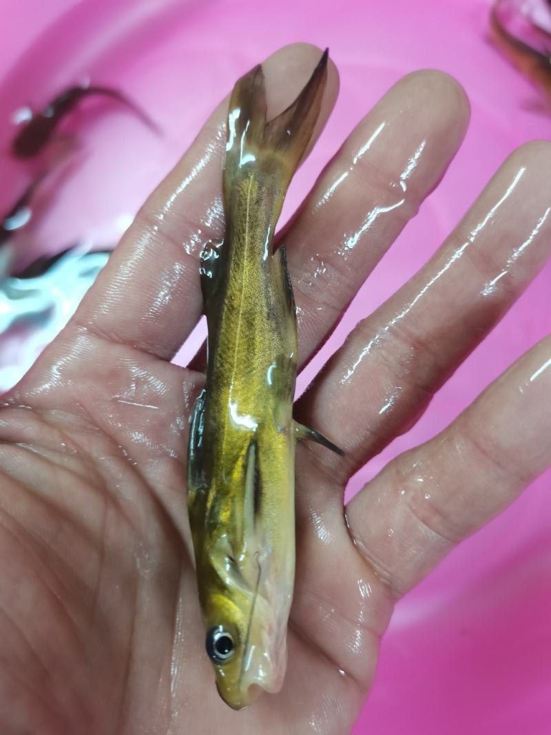 黄骨鱼苗，黄颡鱼，黄腊丁，杂交黄骨鱼苗，身长好养快大