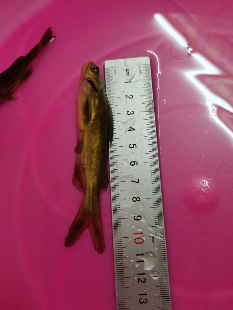 黄骨鱼苗，黄颡鱼，黄腊丁，杂交黄骨鱼苗，身长好养快大