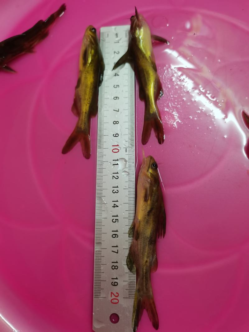 黄骨鱼苗，黄颡鱼，黄腊丁，杂交黄骨鱼苗，身长好养快大
