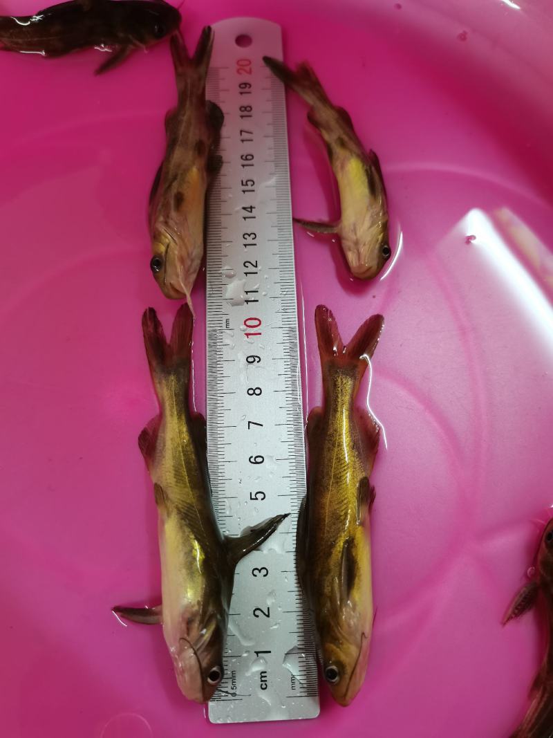 黄骨鱼苗，黄颡鱼，黄腊丁，杂交黄骨鱼苗，身长好养快大