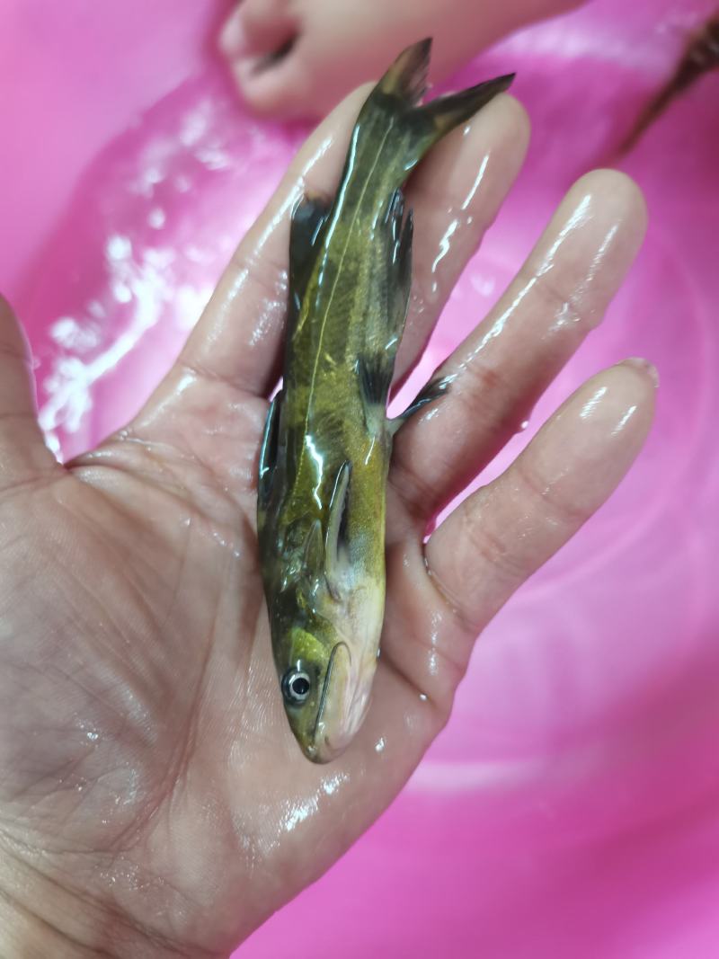 黄骨鱼苗，黄颡鱼，黄腊丁，杂交黄骨鱼苗，身长好养快大