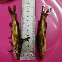 黄骨鱼苗，黄颡鱼，黄腊丁，杂交黄骨鱼苗，身长好养快大