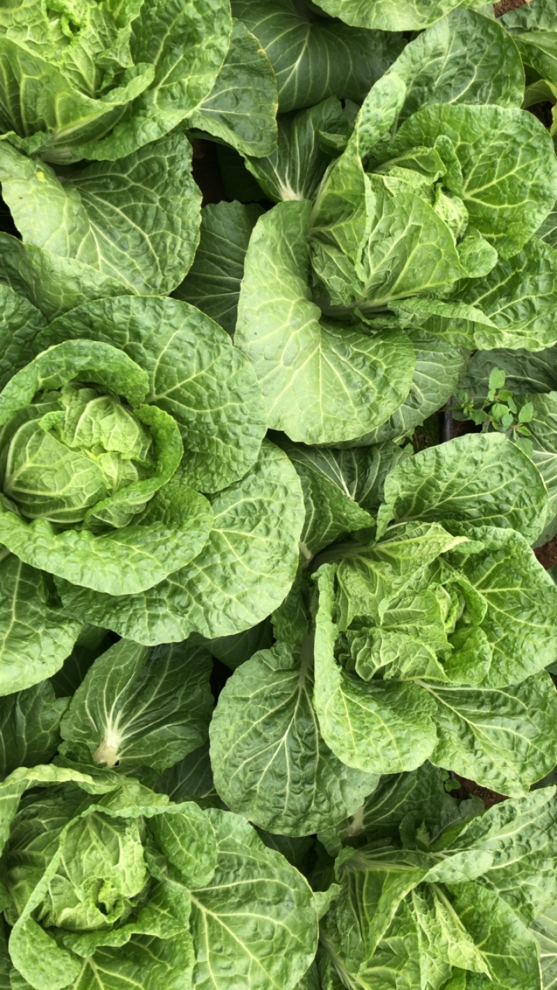 【黄心白菜】黄心白菜，货源充足，品质有保证欢迎联系