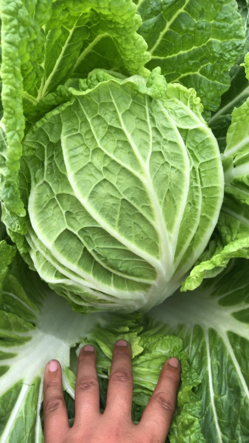 【黄心白菜】黄心白菜，货源充足，品质有保证欢迎联系