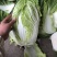 【黄心白菜】黄心白菜，货源充足，品质有保证欢迎联系