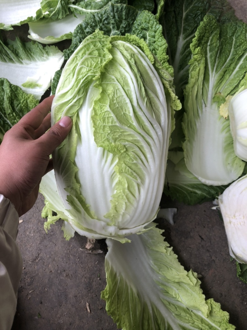 【黄心白菜】黄心白菜，货源充足，品质有保证欢迎联系