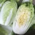 【黄心白菜】黄心白菜，货源充足，品质有保证欢迎联系